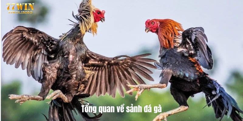 Tổng quan về sảnh đá gà